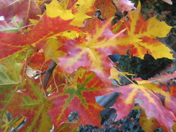 Acer Rubrum 'Pacific Sunset' — photo 3